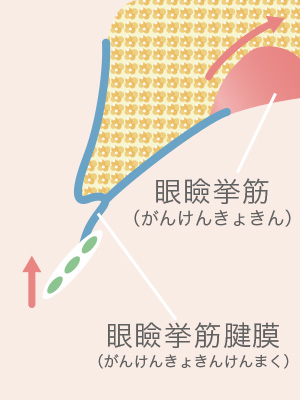 眼瞼下垂のメカニズム1