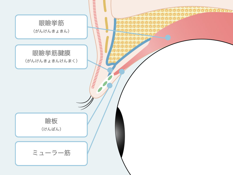 まぶたの構造