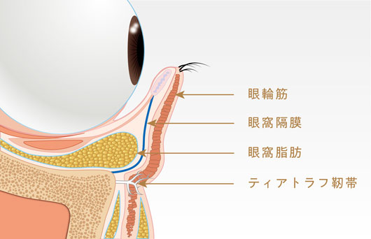 目の下の構造イメージ