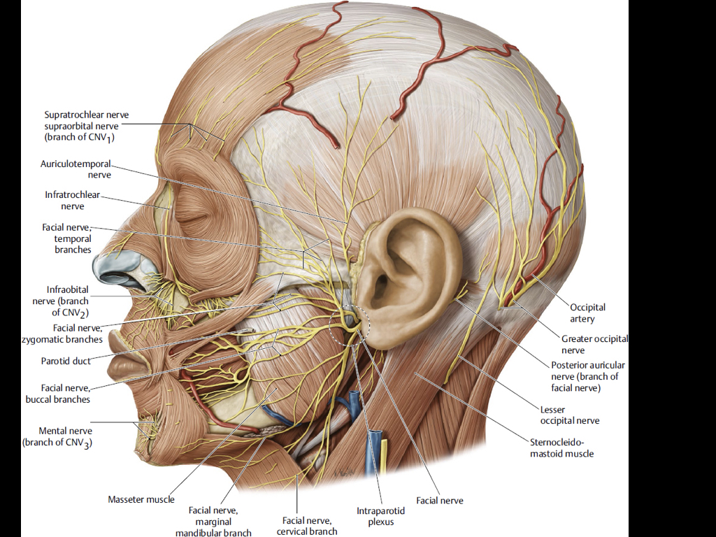 顔面神経麻痺 ラムゼイハント症候群 横浜市鶴見の形成 美容外科 エムズクリニック