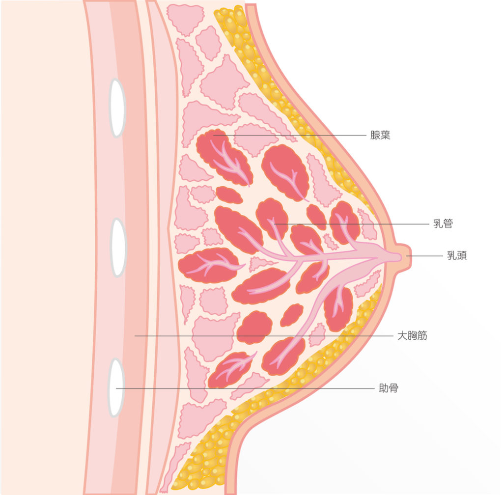 乳頭 乳首