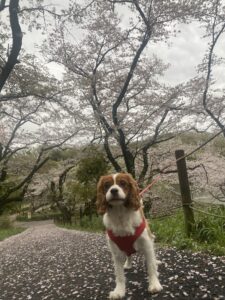 4月の美容施術