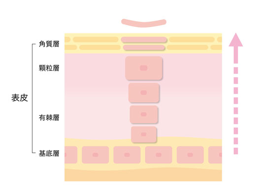 ターンオーバーイラスト