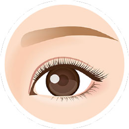 末広二重のイラスト