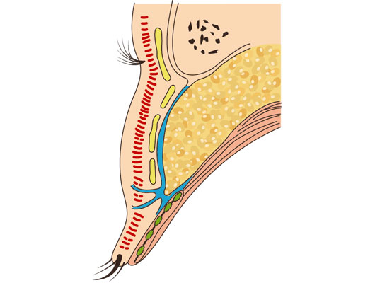 まぶたの構造イラスト