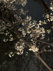 HIFU Q➕とziの違いって何？