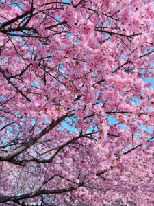 内側から美肌対策♡プリトリートメント